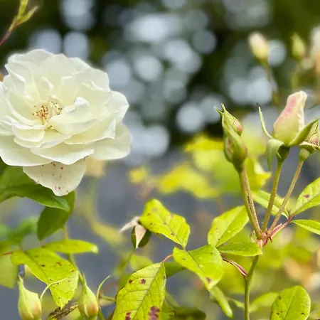 La Houblonniere Alsatian Charm And Comfort *