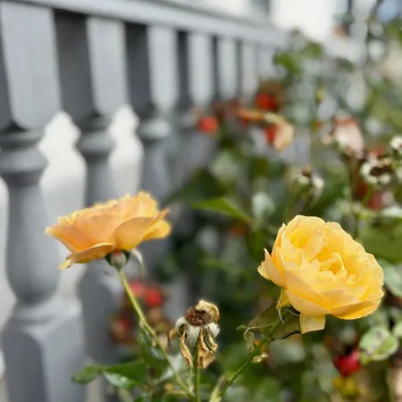 La Houblonniere Alsatian Charm And Comfort * Niederhausbergen